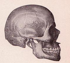Human skull in lateral view